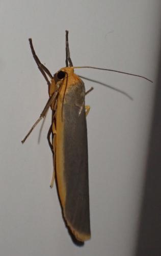 Eilema complana